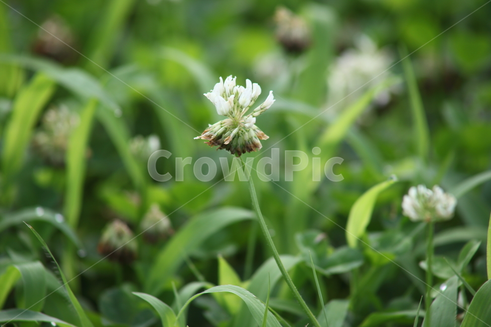 토끼풀,꽃,식물,봄,clover