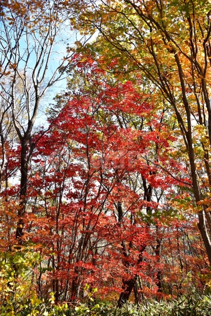 치악산,가을,풍경,단풍,탐방,국립공원,빨간단풍,파란하늘,가을색,오색,울긋불긋,알록달록,그림같은,칼라풀,뷰티플,아름다운,힐링,감성,자연,정취,산세,명산,100대명산,nature,산,등산,트레킹,풍경사진,가을사진,가을색채,가을의정취,맑음,청명,가을날씨,가을,계절,fall,autumn,season,식물,자연,plants,nature,나무,trees,wood,tree,plant,leaf,잎,maple