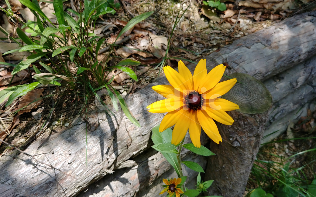 노란꽃,금계국,들꽃,goldenwave,yelloflower