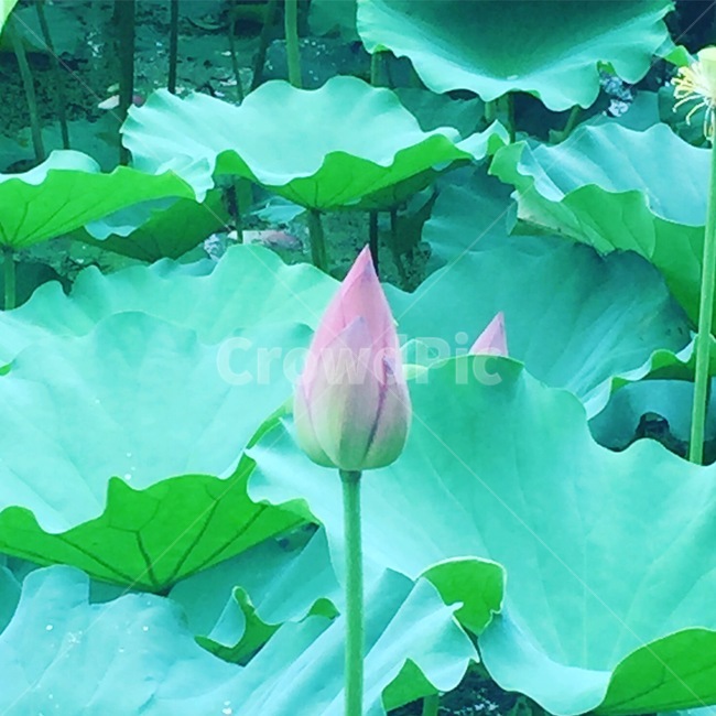 연꽃,꽃봉오리,연잎,연꽃밭,꽃