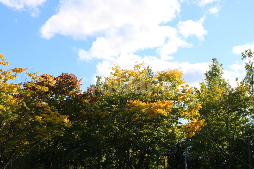 나무,단풍,식물,자연,풍경,가을,느티나무,하늘,가을,계절,fall,autumn,season,자연,풍경,nature,landscape,outdoors,옥외