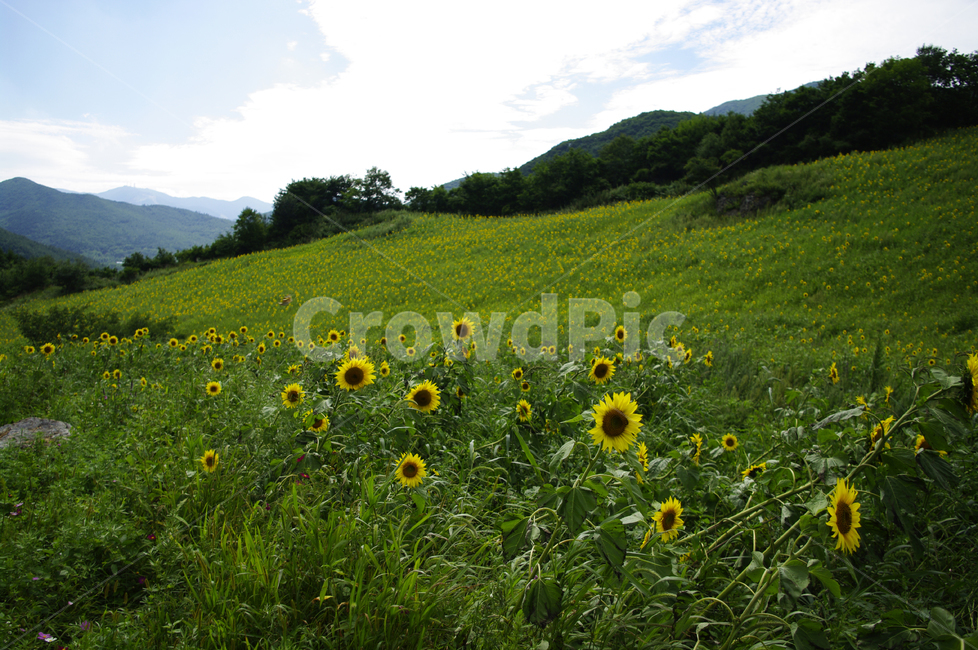 꽃밭,풍경,해바라기,꽃,flower,식물,plant,자연,풍경,nature,landscape,field,들,grassland,목초지,outdoors,옥외