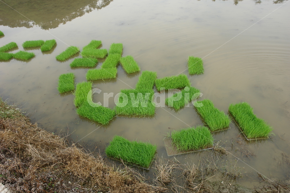 봄,여름,모내기,벼,농사,농부,농업,농사,agriculture,farming,farming industry