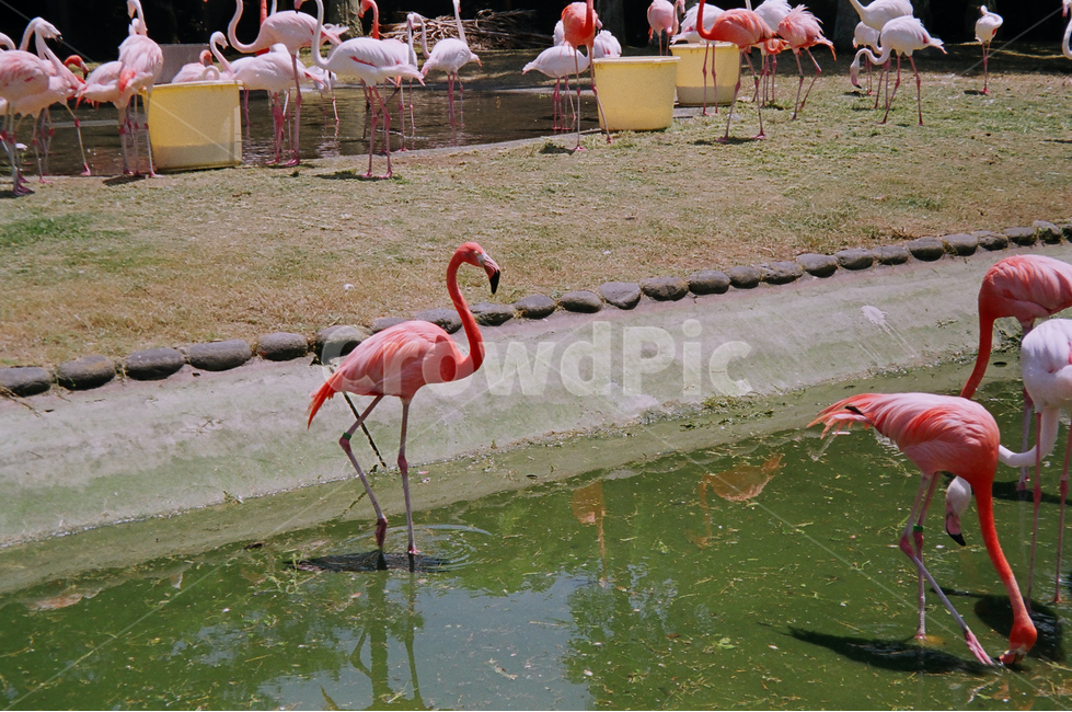 새,bird,flamingo,플라밍고,동물원,zoo