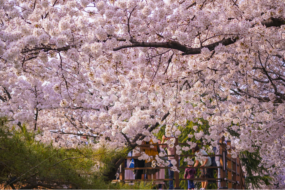 대구,경대교,벚꽃,벚꽃천지,역광,역광사진,sakura,cherryblossom,사쿠라,체리블라썸,봄,봄날,daegu,kyeongdaegyo,봄,계절,spring,season,식물,자연,plants,nature,꽃,flower,plant,blossom,cherry blossom