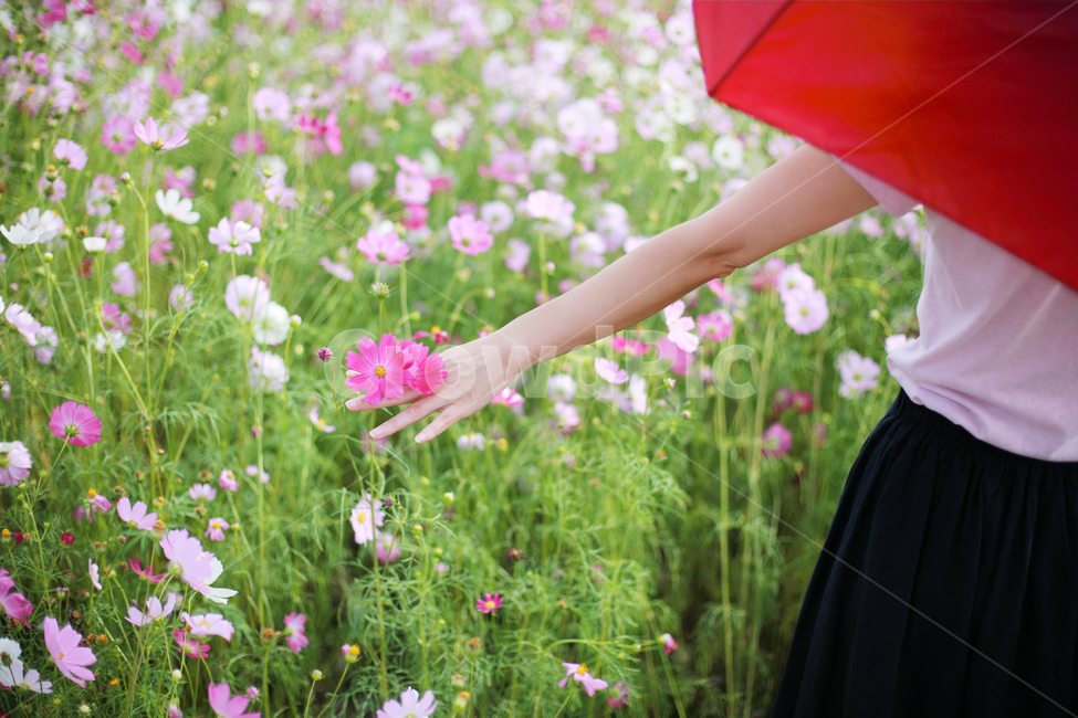 코스모스,여자,꽃놀이,가을,손,식물,자연,plants,nature,꽃,flower,사람,인물,인간,human,person,여성,여자,woman,female,lady