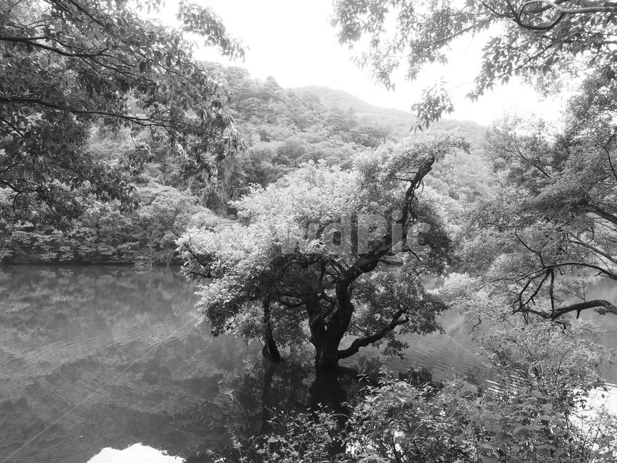 왕버들,연못,주왕산,청송,주산지,자연,풍경,nature,landscape,흑백,모노톤,monochrome,black and white,tree,나무,plant,식물