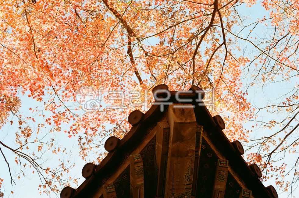 경북,경주시,경주,불국사,단청,가을,단풍,나무,식물