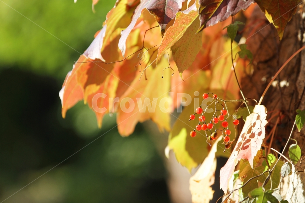 식물사진,자연사진,배풍등,열매사진,감성사진,가을사진,단풍사진,가을,계절,fall,autumn,season,식물,자연,plants,nature,과일,열매,fruit,감성,sensible,feeling,leaf,잎,plant,tree,나무,maple,단풍