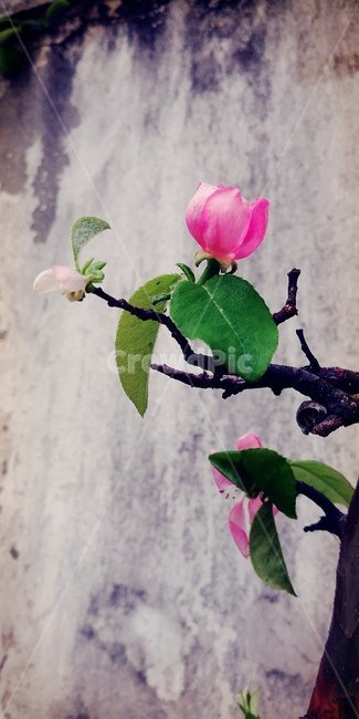 모과꽃,꽃,분홍꽃,봄꽃,flower,plant,식물,식물,자연,plants,nature,꽃,flower