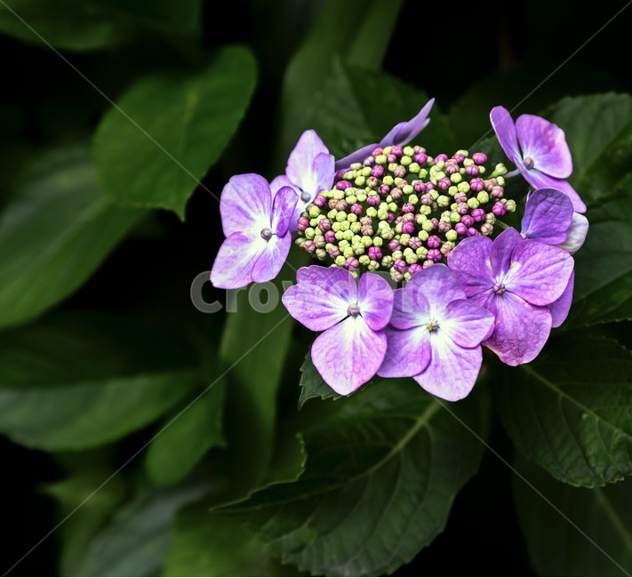 수국,자연,꽃,색감,식물,접사,매크로,배경,감성,힐링,뷰티,flower,nature,plants,백그라운드,싱그로운,아름다운,식물,자연,plants,nature,꽃,flower