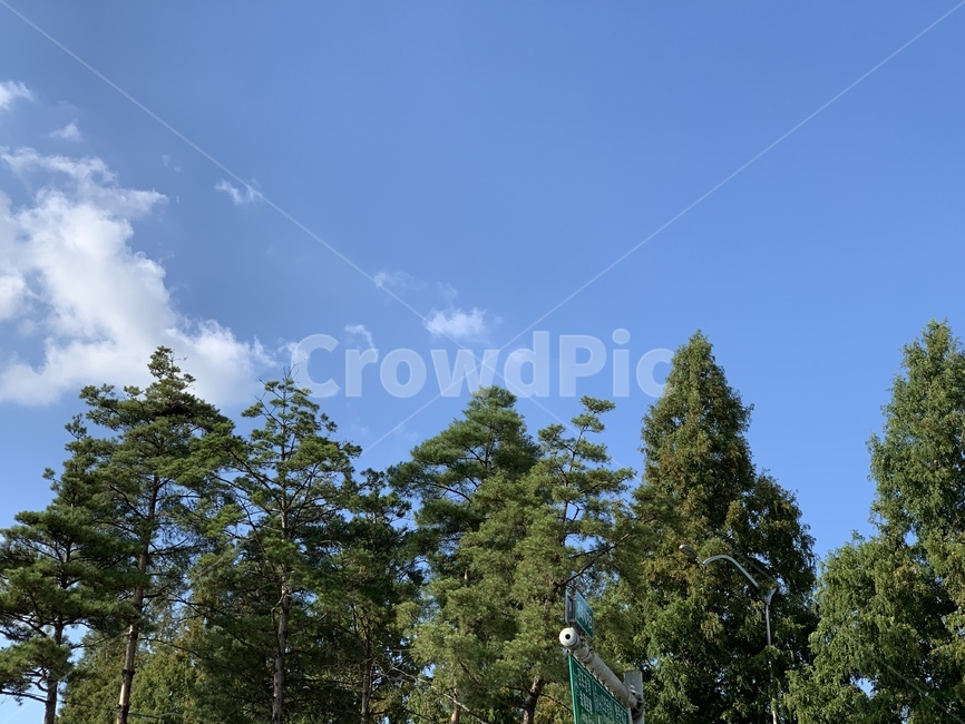 tree,나무,plant,식물,하늘,풍경,구름,landscape,bluesky,cloud,식물,자연,plants,nature,나무,trees,wood
