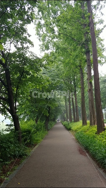 양재천,숲,길,나무,풍경,초록,산책길,식물,자연,plants,nature,나무,trees,wood