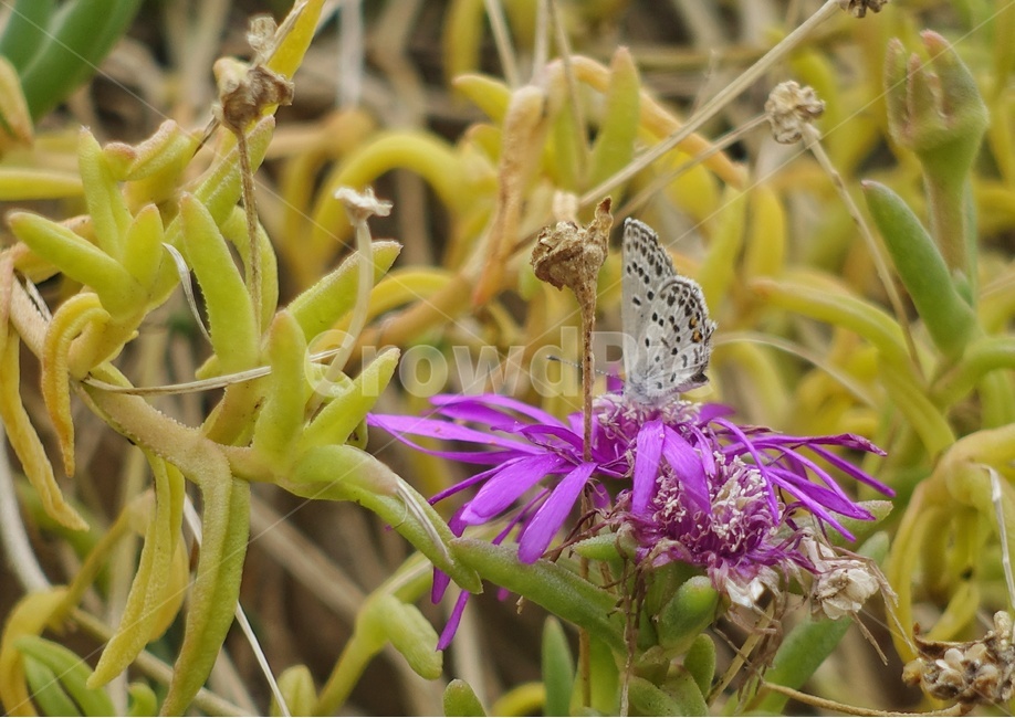 식물,곤충,꽃,클로즈업,나비,식물,자연,plants,nature,꽃,flower,동물,animal,곤충,벌레,insect,bug