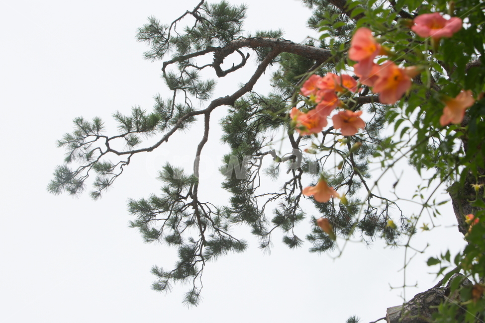 능소화,능소화꽃,꽃,플라워,trumpetcreeper,flower,식물,자연,plants,nature,꽃,flower,나무,trees,wood