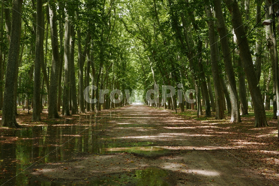 자연,숲,나무,길,힐링,nature,plant,forest,park,공원,road,hiking,자연,풍경,nature,landscape