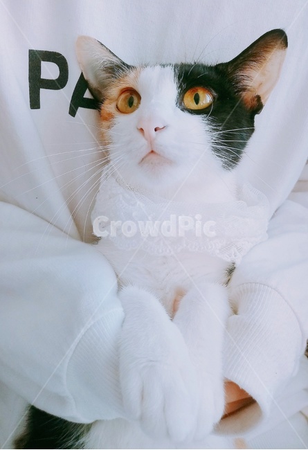 고양이,삼색고양이,삼색이,코리안숏헤어,화이트,동물,animal,포유류,mammal,고양이,cat,kitten,kitty