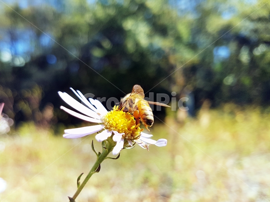곤충,꿀벌,쑥부쟁이,가을,꽃,벌,식물,꽃잎,식물,자연,plants,nature,꽃,flower,동물,animal,곤충,벌레,insect,bug