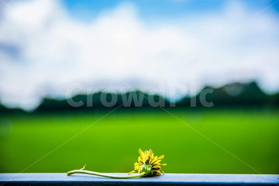 공원,꽃,맑은하늘,민들레,잔디,park,식물,자연,plants,nature,꽃,flower,감성,sensible,feeling,색깔,색상,색채,색감,color sense,color sensitivity,feeling of color
