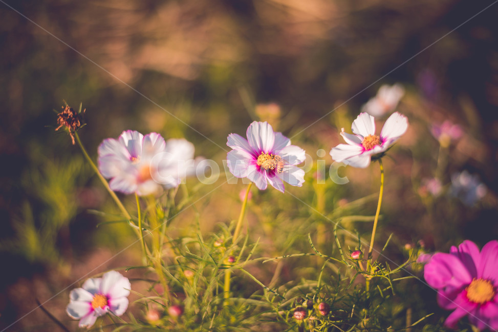 코스모스,식물,가을,plant,pollen,가을,계절,fall,autumn,season,식물,자연,plants,nature,꽃,flower