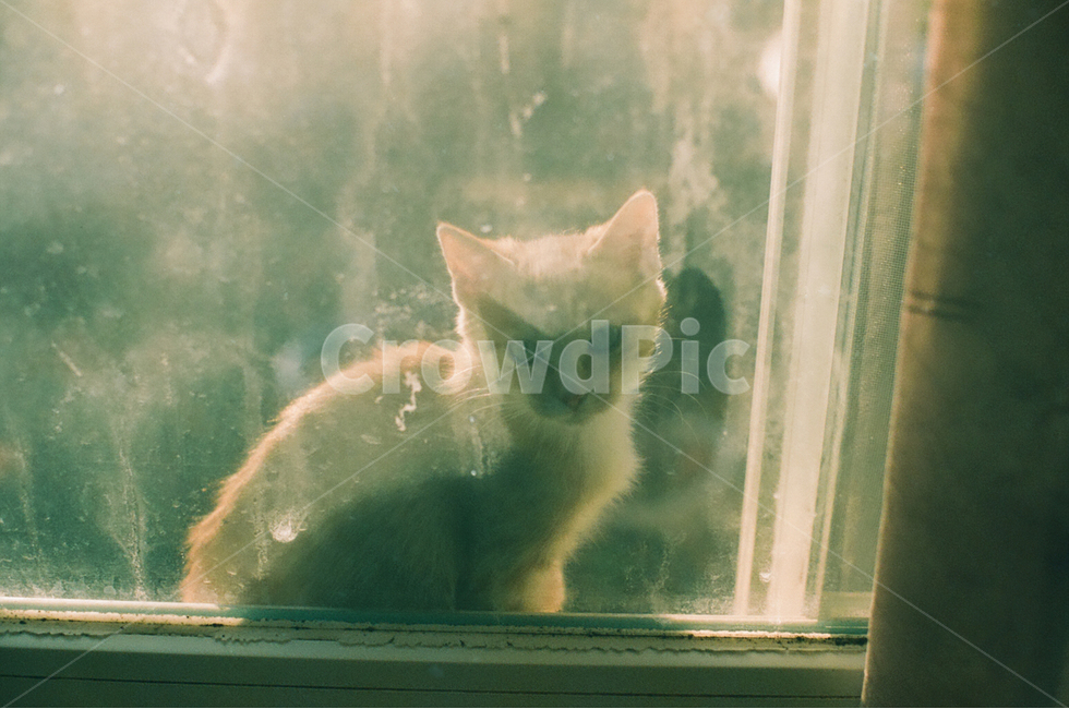 고양이,길냥이,아련함,새끼고양이,교감