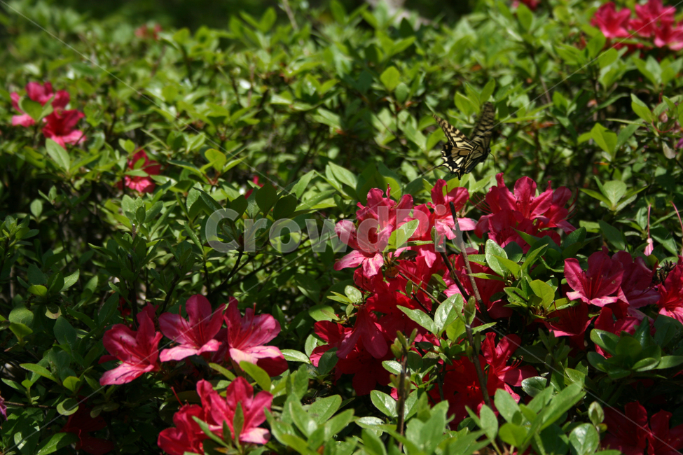 철쭉,꽃,붉은꽃,나비,식물,flower,butterrfly,식물,자연,plants,nature,꽃,flower,동물,animal,곤충,벌레,insect,bug