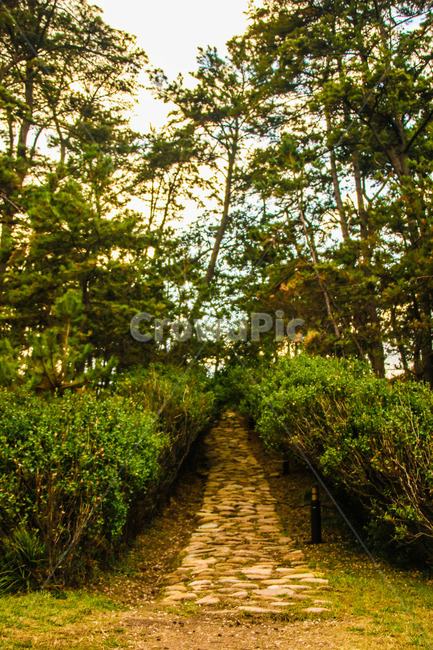 정자,garden,정원,outdoors,식물,grass,lawn,잔디,자연,풍경,nature,landscape