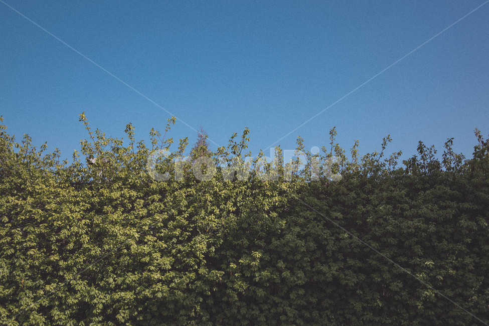 초록잎,봄,푸른하늘,하늘,선유도,green,spring,seoul,sunyoudo,sky,bluesky,greenleaf,감성,하늘배경,파란하늘배경