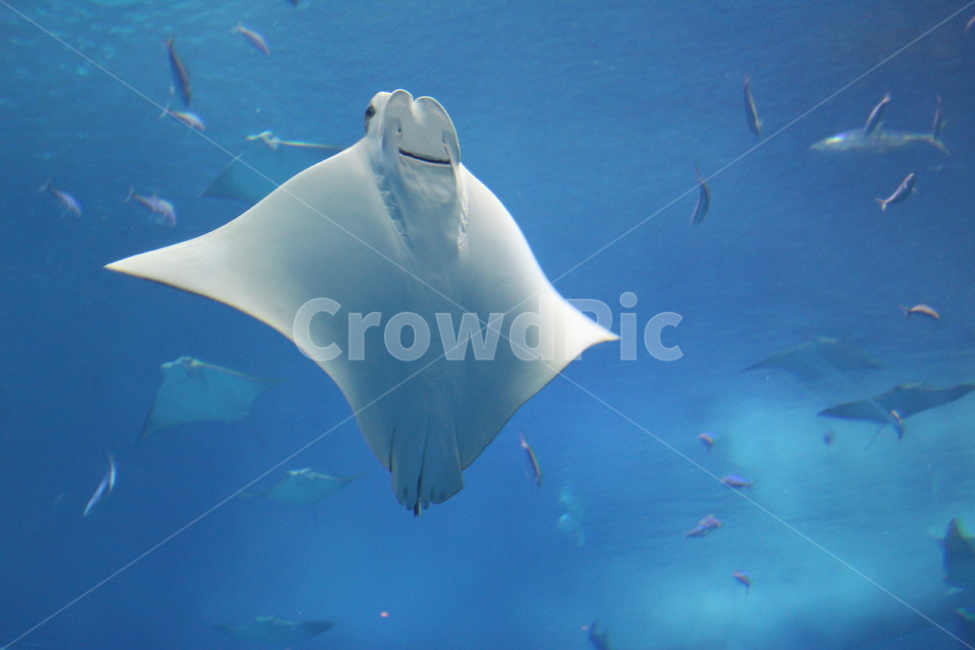 가오리,웃는표정,물고기,아쿠아리움,생선,바다,동물,귀여운,수족관,동물,animal,어류,물고기,fish