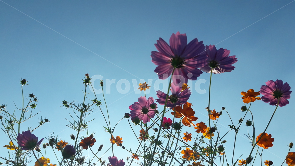 꽃,가을,하늘,아름다움,자연,가을,계절,fall,autumn,season,식물,자연,plants,nature,꽃,flower,plant,blossom,daisy,데이지,daisies,petal,꽃잎