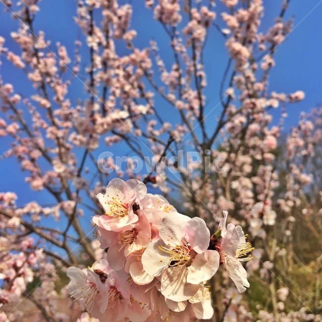 봄,벚꽃,꽃,근접샷,근접,봄,계절,spring,season,식물,자연,plants,nature,꽃,flower,plant,blossom