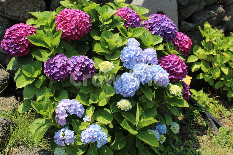 수국,식물,꽃,제주도,다양한색수국,식물,자연,plants,nature,꽃,flower