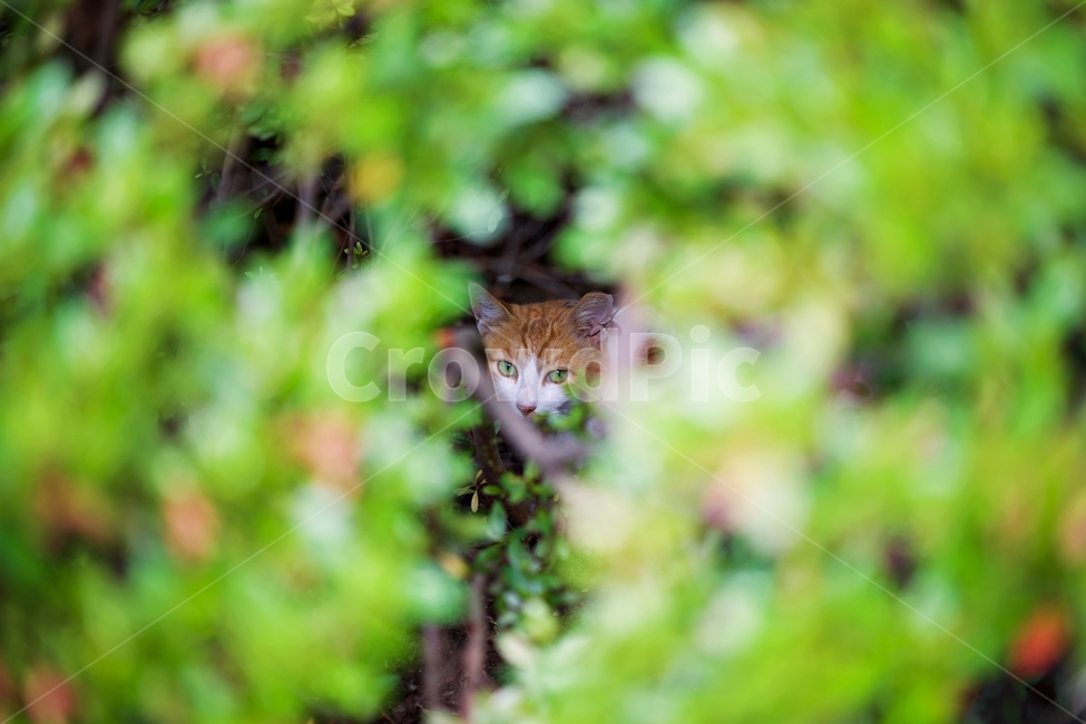 고양이,동물,길고양이,길냥이,자연,동물,animal,포유류,mammal,고양이,cat,kitten,kitty