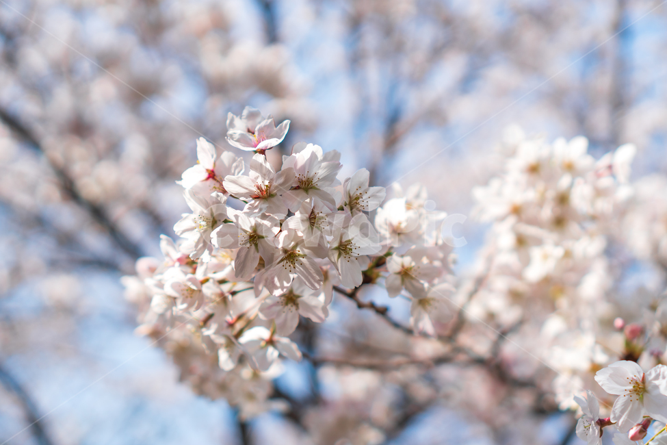 벚꽃,꽃,봄꽃,자연,봄,flower,nature,spring,봄,계절,spring,season,식물,자연,plants,nature,꽃,flower,plant,blossom,cherry blossom