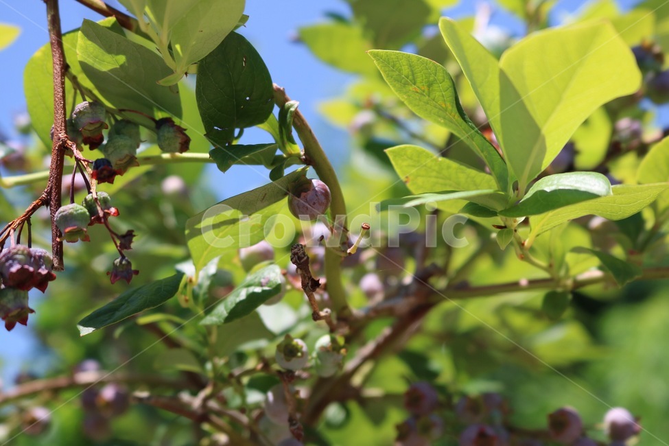 블루베리,열매,과일,나무,초록,하늘,파랑,여름,blueberry,buruuberii,fruit,kudamono,tree,ki,green,midori,sky,sora,blue,ao,summer,natsu,식물,자연,plants,nature,과일,열매,fruit