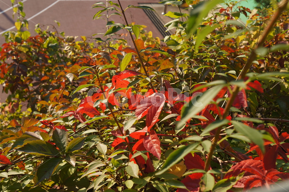 빨간단풍,가을,단풍,고려담쟁이,오엽담쟁이,야생화,가을,계절,fall,autumn,season,leaf,잎,plant,식물