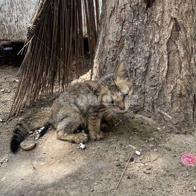 고양이,냥이,길고양이,길냥이,캣,cat,동물,kitty,animal,고양이,cat,kitten,kitty