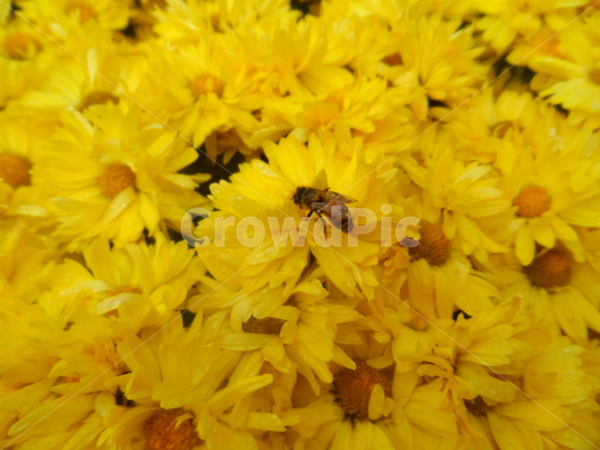 꽃,꿀벌,노란꽃,꽃들,꿀벌한마리,식물,자연,plants,nature,꽃,flower