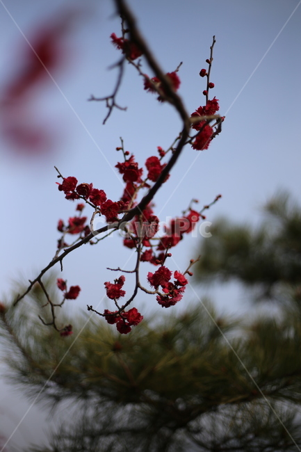 꽃,매화,식물,자연,홍매화,봄,봄,계절,spring,season,식물,자연,plants,nature,꽃,flower,plant