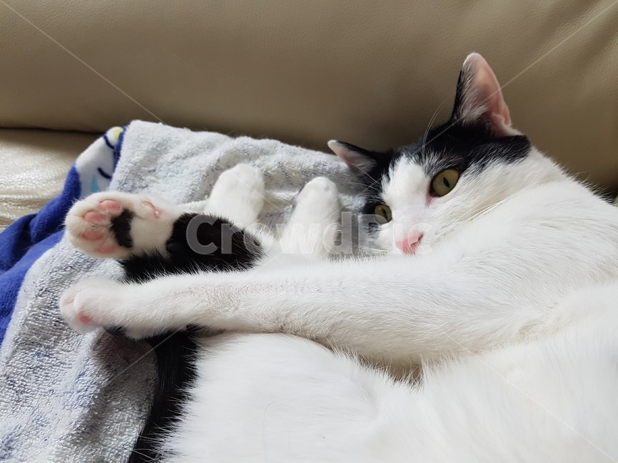 고양이,검정,흰색,검은색꼬리,핑크색코,발톱,동물,animal,포유류,mammal,고양이,cat,kitten,kitty