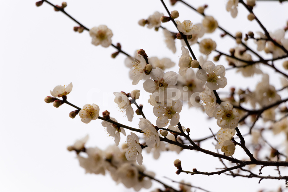 매화,매화꽃,매실꽃,백매화,흰매화,봄,계절,spring,season,식물,자연,plants,nature,꽃,flower,plant
