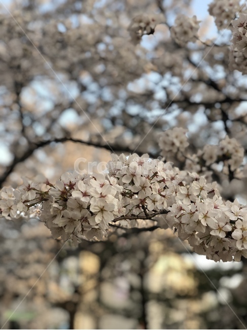 plant,식물,flower,blossom,꽃,식물,자연,plants,nature,꽃,flower