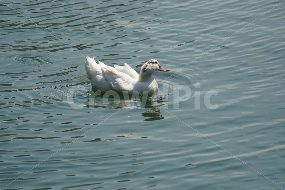오리,백조,새,조류,동물,호수,강,자연,nature,bird,duck,lake,river,animal,헤엄,수영,swim,swan,감성,감성사진,스냅,스냅사진,snap,snapshot,풍경,landscape,고니,한국자연,korea,물결,석촌호수,서울,seoul,코리아,동물,animal,조류,새,birds