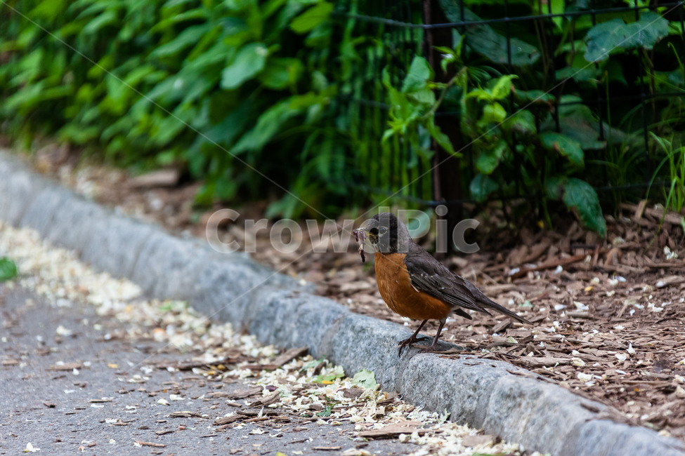 참새,작은,자연스러운,야생,새,공원,부리,정원,야생생물,동물,animal,조류,새,birds