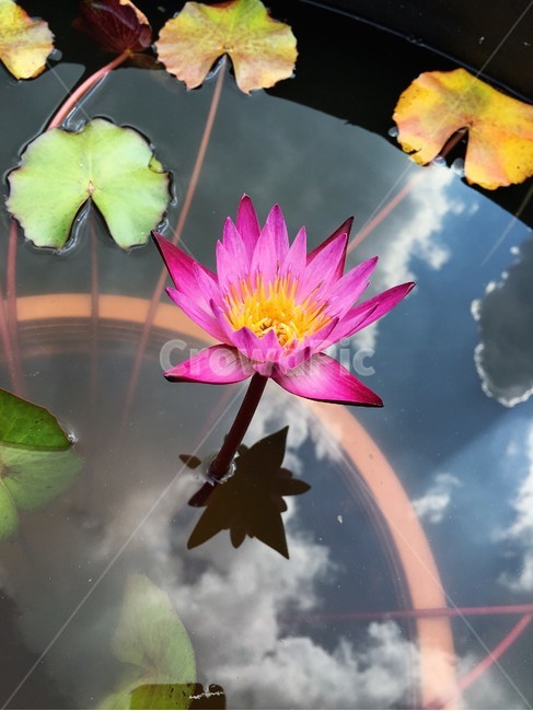 수련,연꽃,식물,꽃,하늘,식물,자연,plants,nature,꽃,flower