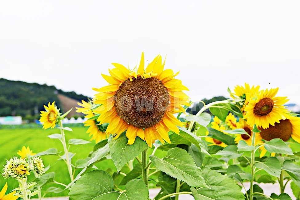 해바라기,꽃,씨,꽃잎,식물