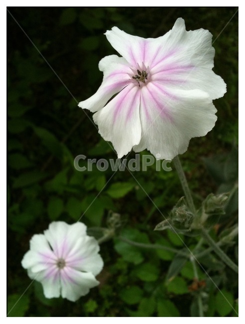 식물,꽃,우단동자,자연,flower,식물,자연,plants,nature,꽃,flower