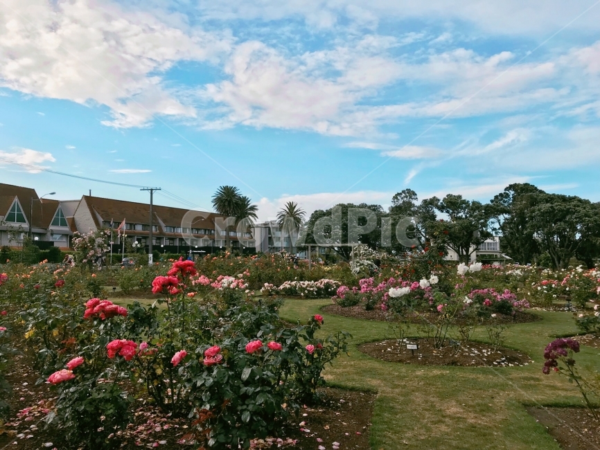 꽃,정원,장미,장미정원,하늘,식물,Flower,Rose,Cloud,Sky,Tree,식물,자연,plants,nature,꽃,flower