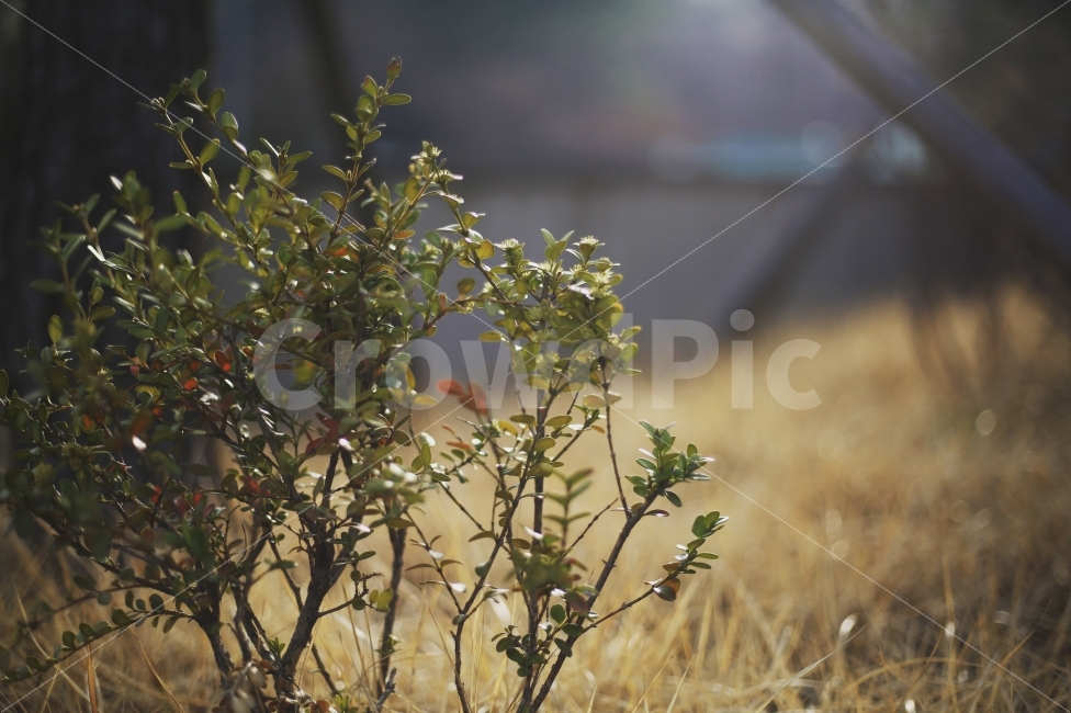 봄,햇빛,생명,풀잎,4월,화사함,꽃,지영재,식물,자연,plants,nature