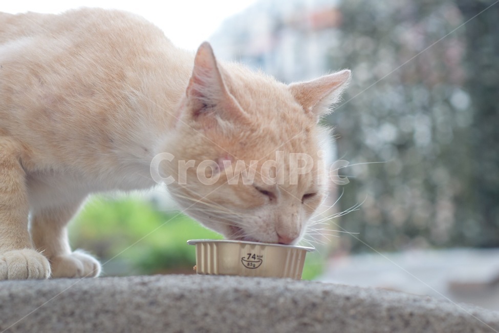 고양이,고양이새끼,포유류,동물,cat,동물,animal,포유류,mammal,고양이,cat,kitten,kitty